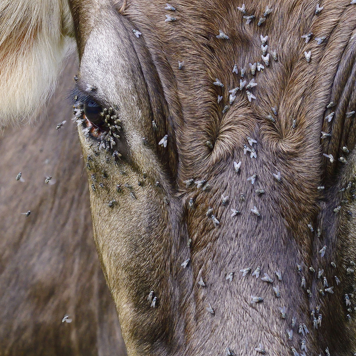 Disinfestazione mosche in ambienti zootecnici e aziende agricole